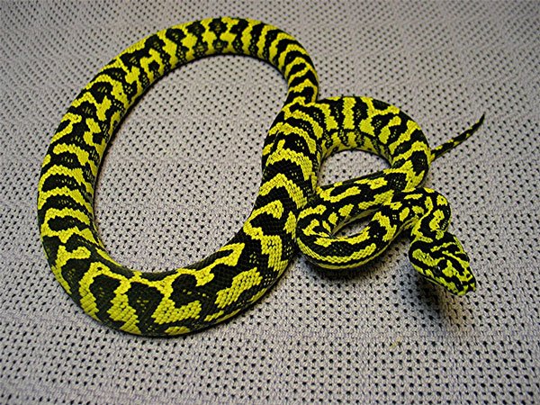 Jungle carpet python