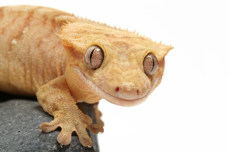 crested gecko