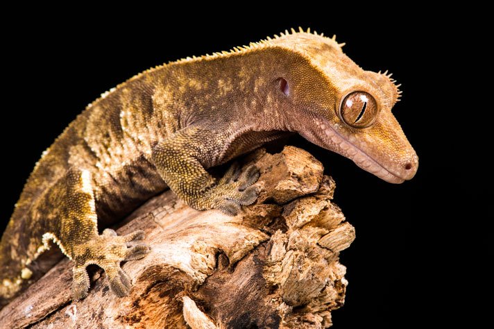 crested gecko