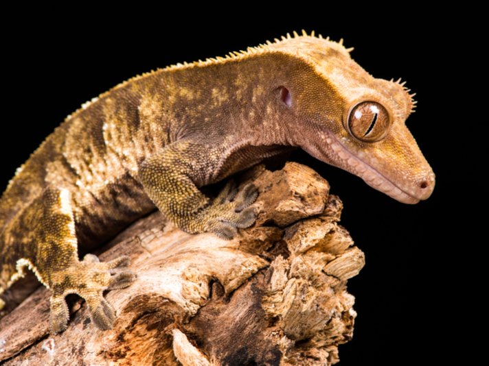 crested gecko