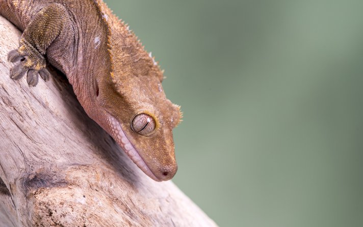 Crested gecko