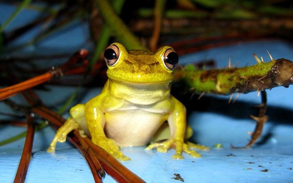 cuban treefrog