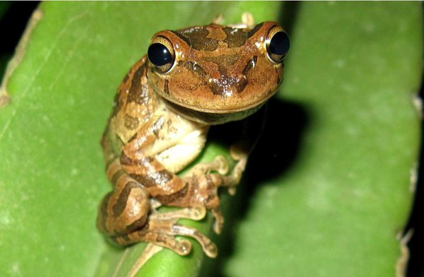 Cuban treefrog