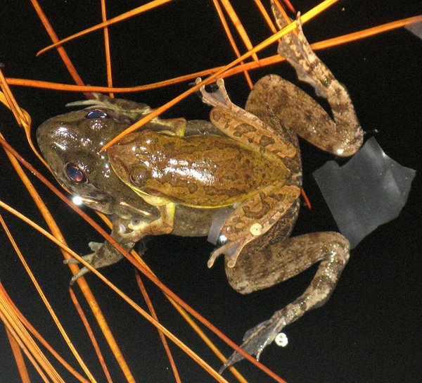 cuban treefrog