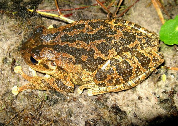 female cuban treefrog