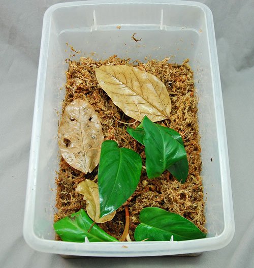 dart frog container