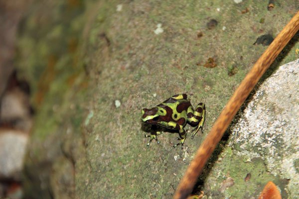 Dendrobates auratus