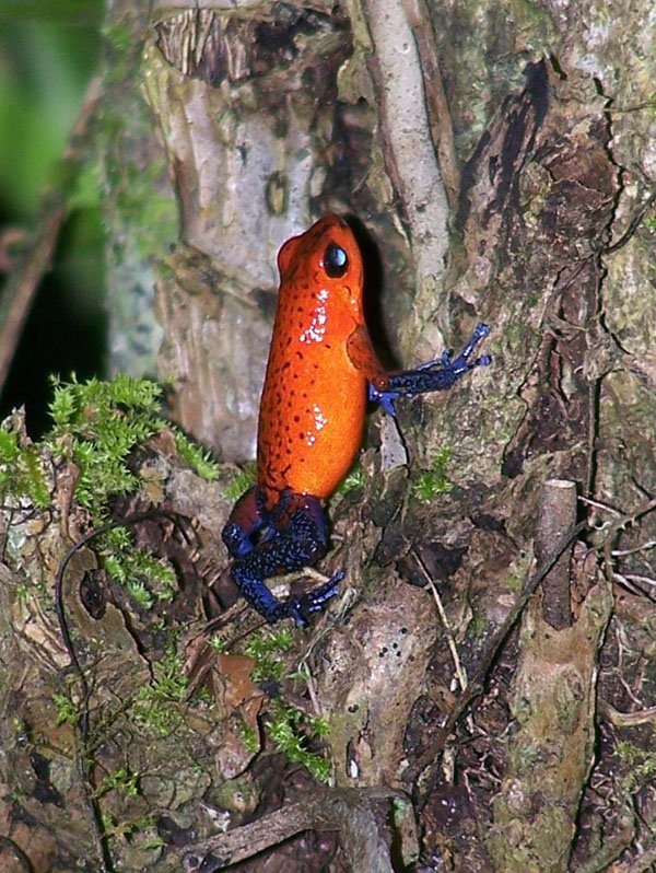 Dendrobates pumilio