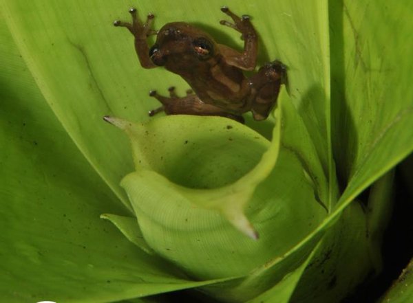 Dendropsophus bromeliaceus