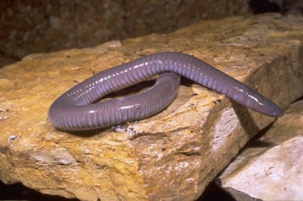 Dermophis mexicanus. 