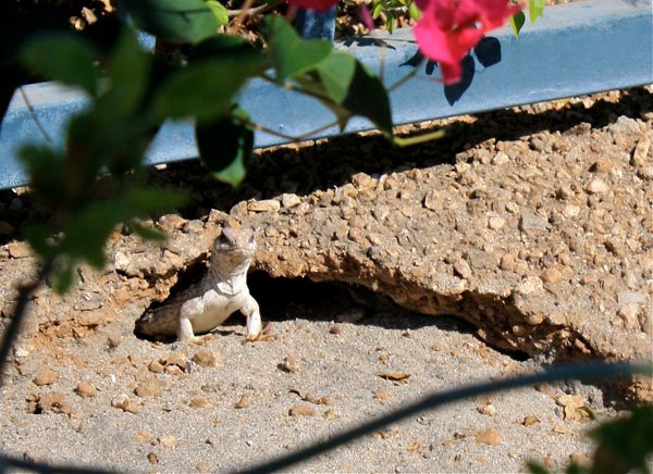 desert iguana