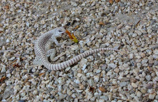 desert iguana