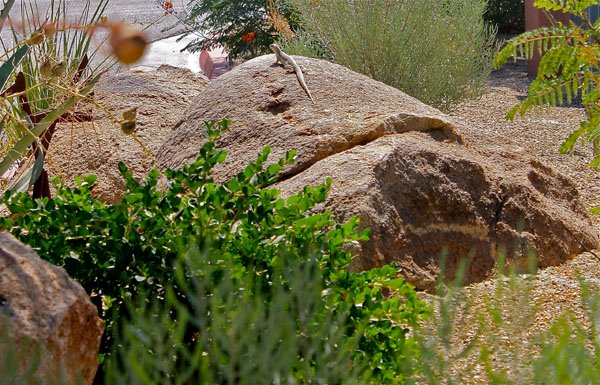 desert iguana