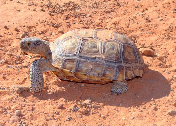 desert tortoise