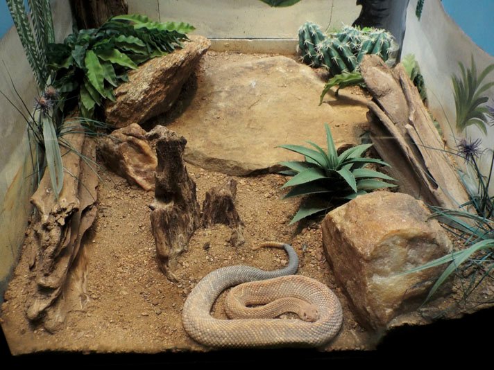 desert terrarium
