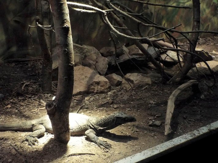 desert terrarium with monitor lizard