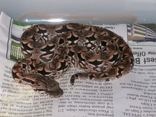 Dumeril's ground boa
