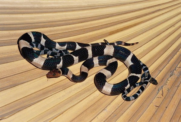 Feick's dwarf boa