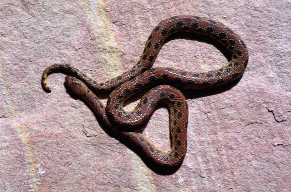 dwarf boa