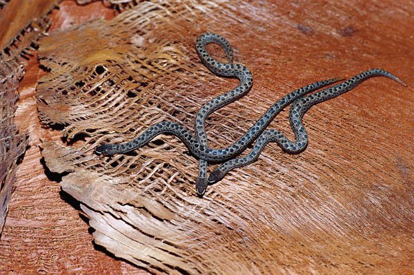 dwarf boa