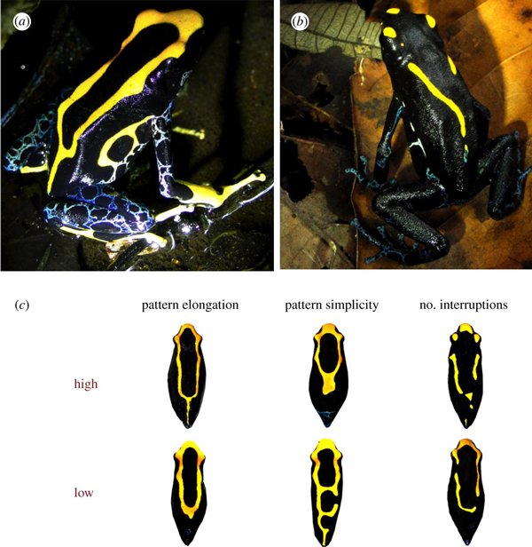 dyeing dart frog color pattern study