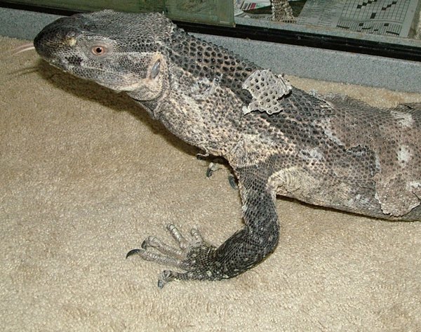 white throat monitor