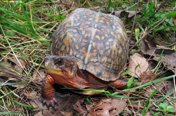 Eastern box turtle