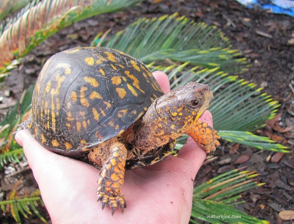 eastern box turtle