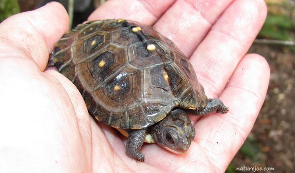 eastern box turtle