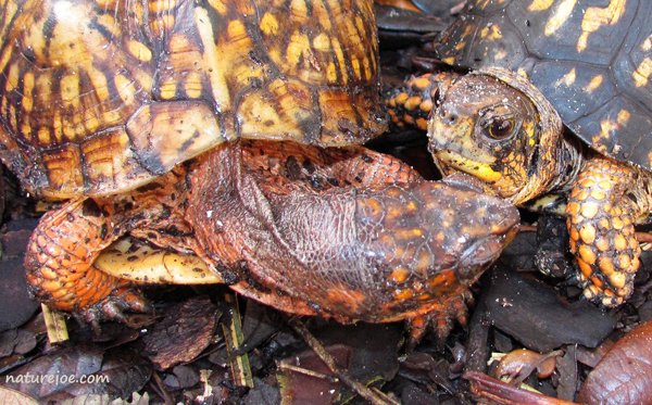 eastern box turtle