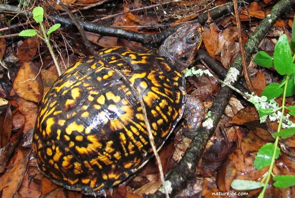 eastern box turtle