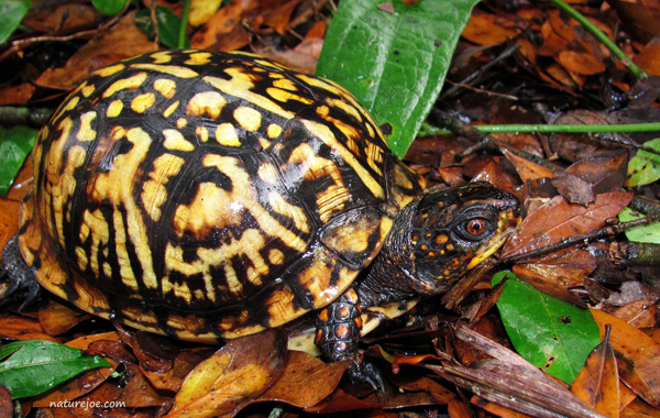 eastern box turtle
