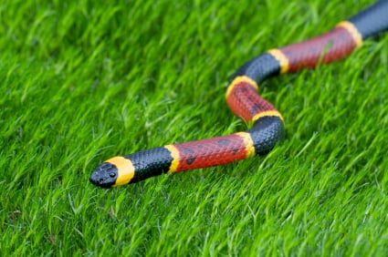 eastern coral snake
