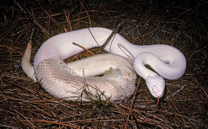 eastern diamondback rattlesnake