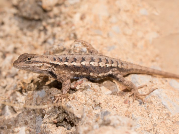Eastern Fence lizard