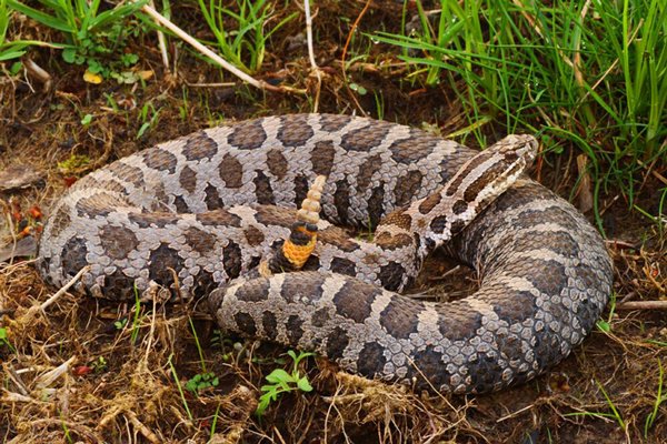 eastern massasauga rattlesnake