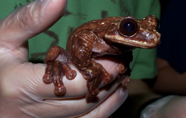 Rabbe's fringe-limbed treefrog