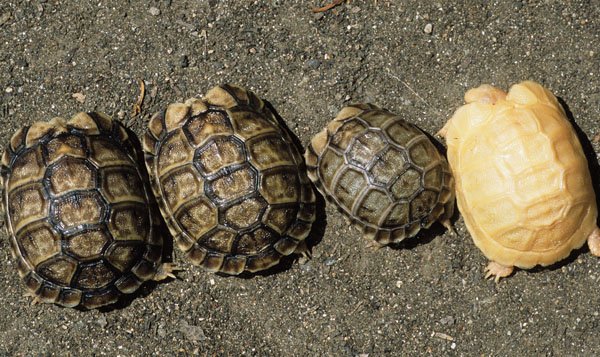 Egyptian tortoise