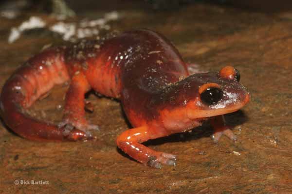 ensatina