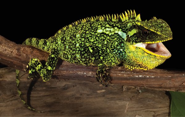 Enyalioides altotambo