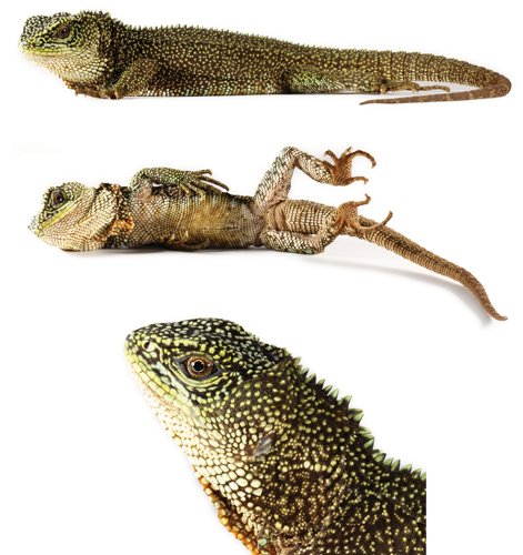 Enyalioides anisolepis