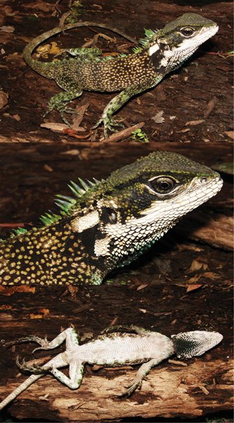 Enyalioides sophiarothschildae
