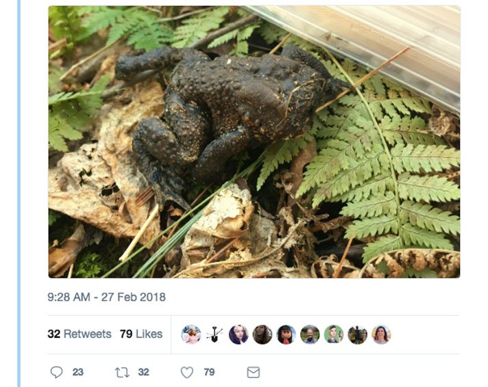 faceless toad Twitter