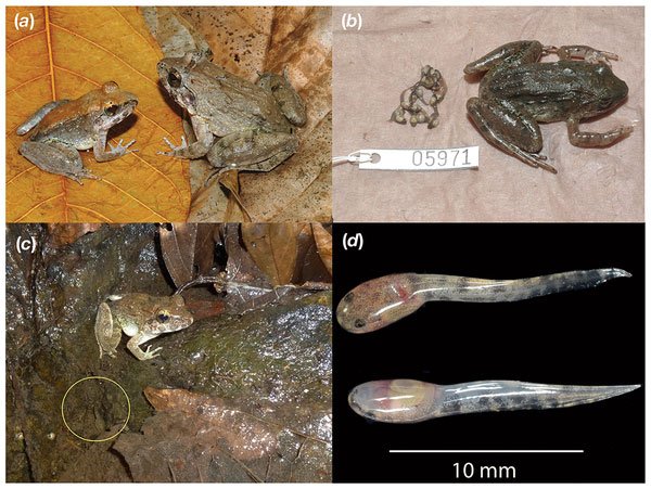 Fanged frog