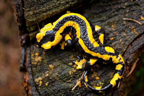 fire salamander