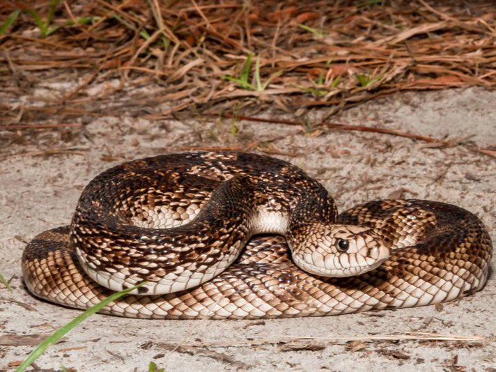 Florida pine snake