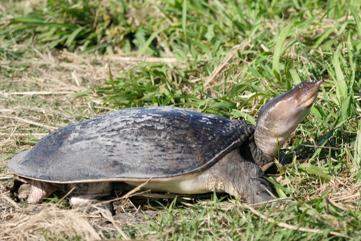 Florida softshell turtle