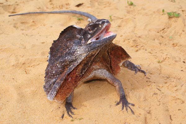 Frilled Dragon