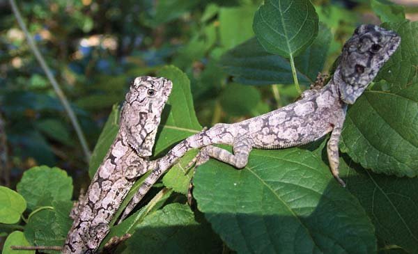 juvenile frilled dragons