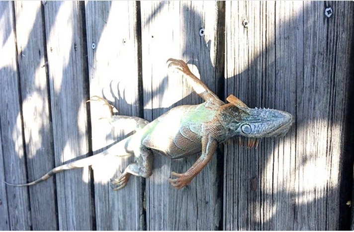 A cold stunned iguana in south Florida.
